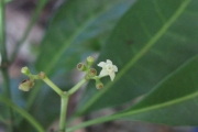 <strong>Psychotria forsteriana - Ramon, Laurence - 71</strong><br />© Ramon, Laurence